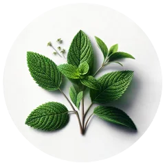 menthol_240_1